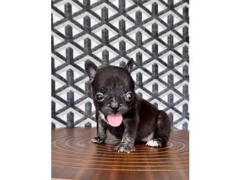 Fluffy french bulldog dişiler
