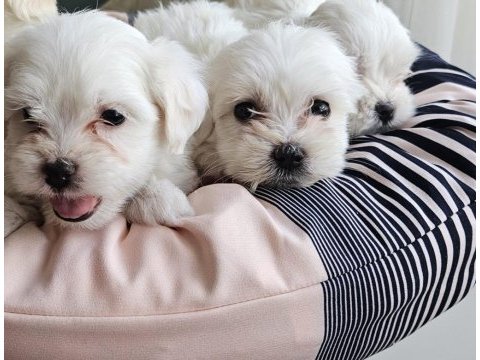 0 numara maltese terrier yavrularımız