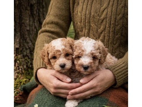 Korekan toy poodle bebeklerimiz
