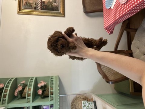 Teacup poodle yavrumuz