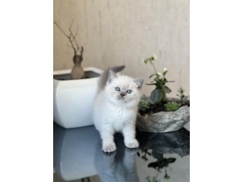 Oyuncu safkan blue point güzelliğim 