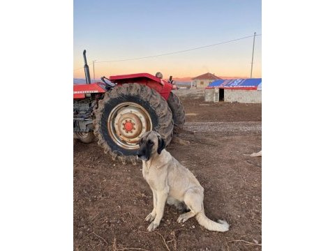 Dişi kangal damızlık 4 yaşında 80 cm