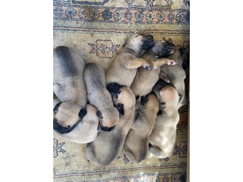 El presa canario puppies