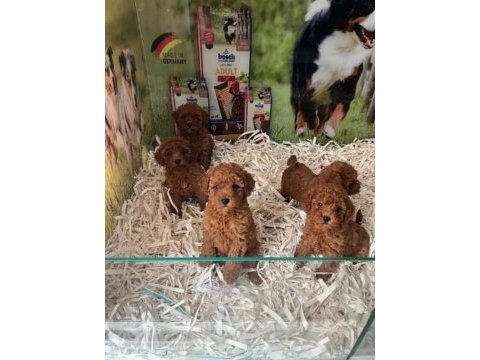 Irk ve sağlık garantili kısa bacak teacup poodle yavrular