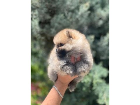 A kalite pomeranian bebeklerim