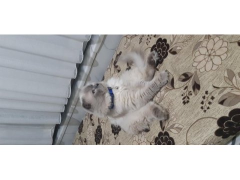 Ücretsiz erkek kedimiz 3 yaşında
