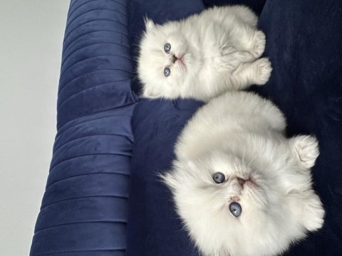 Scottish fold pamuk şekerlerim büyüdü