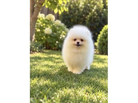 Teacup kar beyaz pomeranian boo miniğimiz