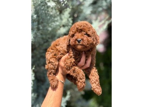 Toy poodle köpeğimiz