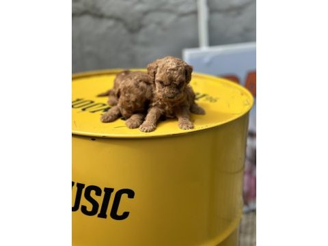 Yumoş poodle bebekler