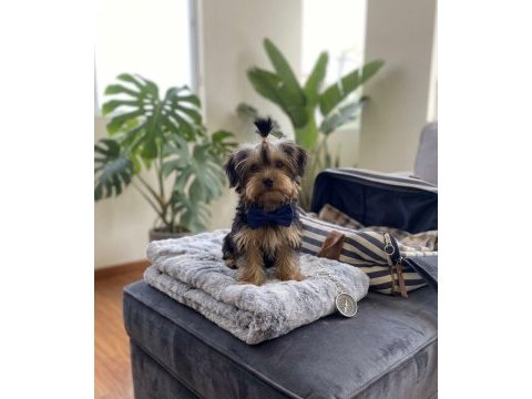 Eğitim derdi yok köpeğimizin
