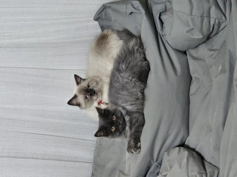 4 aylik erkek british longhair kendisi gibi ismi de yumak