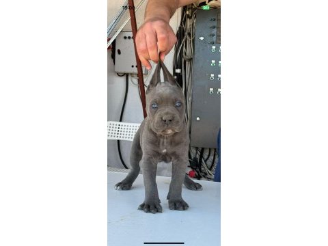 Cane corso