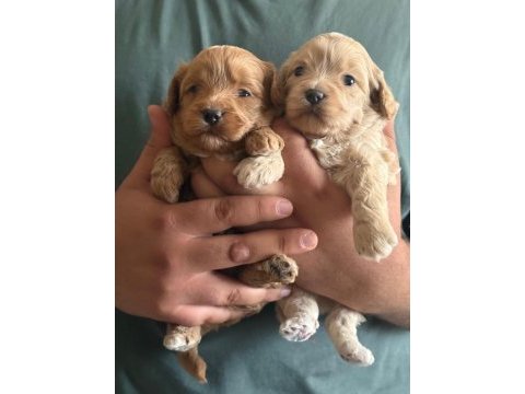 Kilo garantili ev ortamındaki maltipoo yavrularım