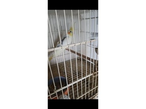 Yumurtalı takım sultan papağanı