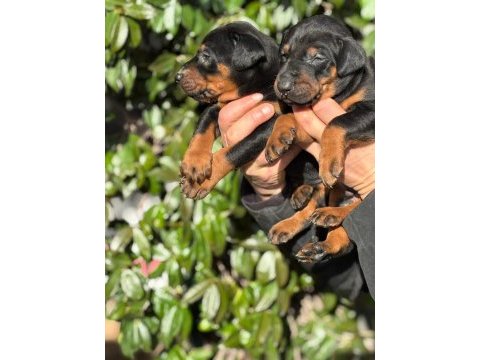 Safkan king doberman yavrularım