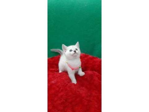 Golden british shorthair