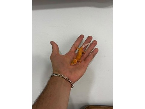 Leopard gecko