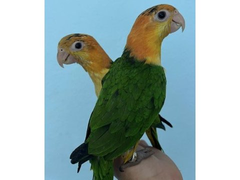 Portakal kafa caique