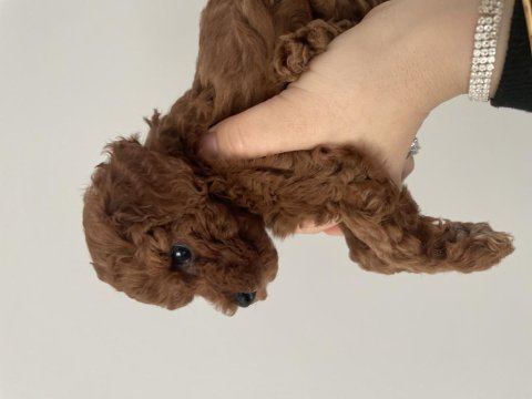 Kore red brown teacup poodle 2 aylık dişi ve erkek