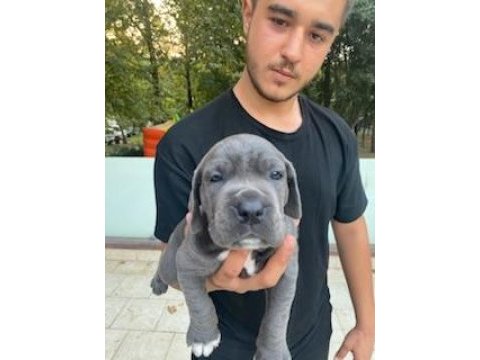Üretim çiftliğimizden üst kalite cane corso yavrular
