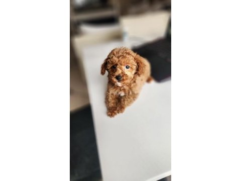 2 aylık aşıları tam 2.5 kilo garantili micro poodle