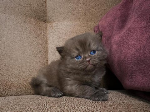 Çikolata kızlar british shorthair