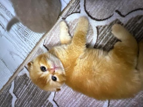 3 adet scottish fold yavru istanbul içinde