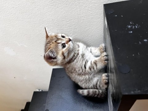Sağlıklı british shorthair hazır yavrular