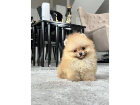 Üst kalite pomeranian yavrular