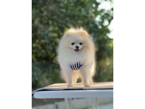 Kutup ayısı pomeranian boo