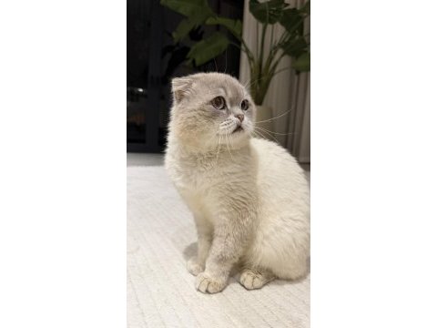 Ücretsiz scottish fold kedisi 3 yaşında