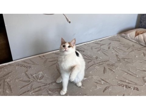 Oyuncu kedimiz lola ailesini arıyor