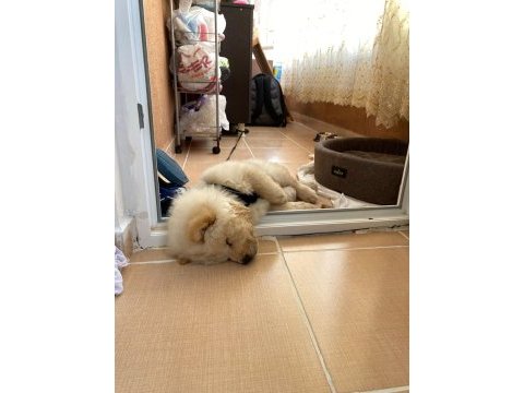 Tatlılar tatlısı çin aslanı köpeğimiz mars