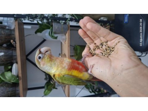 5 aylık evcil pineapple (ananas) konur