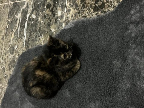 Dünya tatlısı sevimli prenses kedime yuva arıyorum