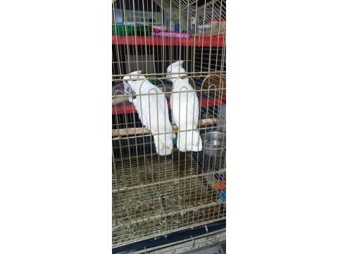 Kakadu papağanımız 10 aylık