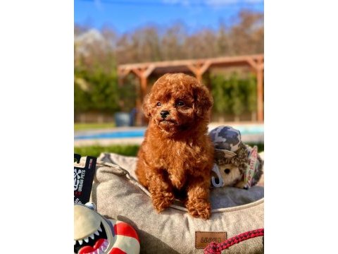Eğitilebilir toy poodle yavruları ile evinize neşe katın
