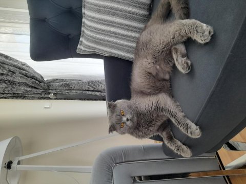 Dişi scottish fold