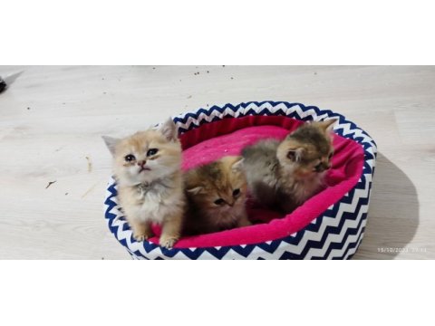 Golden 2 aylık british longhair dişi yavrular