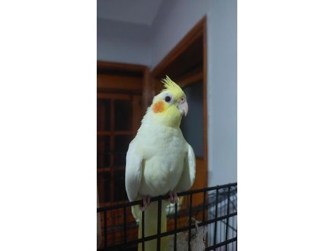 Yavru sultan papağanı