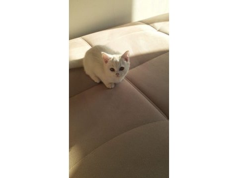 British shorthair uygun kedimiz