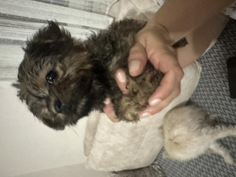 45 günlük acil morkie