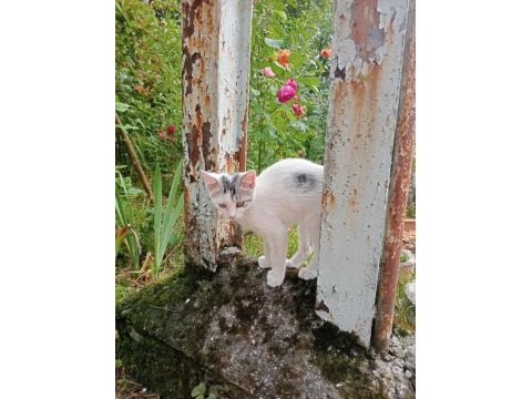 Kedimiz bulut oğlumuza yuva arıyoruz