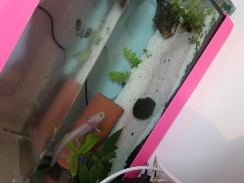 Axolotl su semenderi