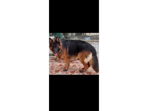 A şecereli safkan alman kurdu yavrularımız istanbul