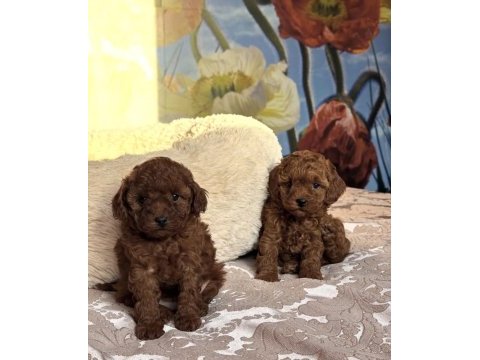 Safkan toy poodle bebeklerimiz