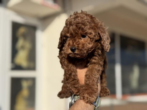 Yasal ruhsatlı çiftlikde ziyarete açık toy poodle