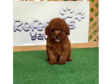 Toy poodle bebekler referans yavru
