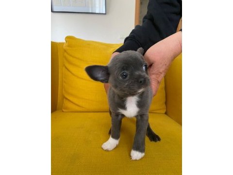Gri özel renk mini boy elma kafa chihuahualar